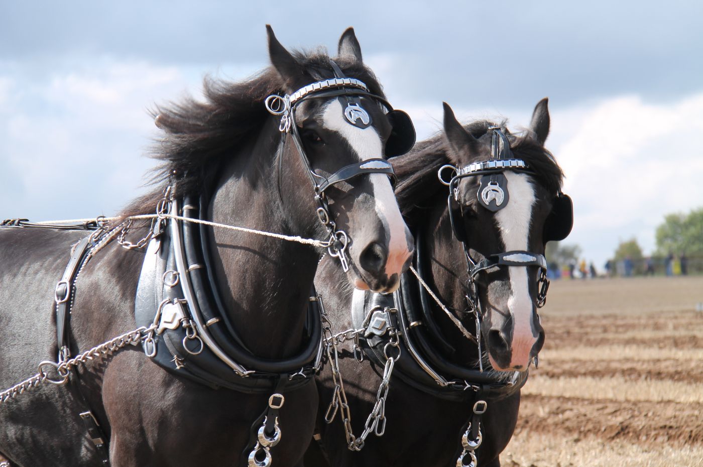 gentle-giants-at-dyfed-shire-horse-farm